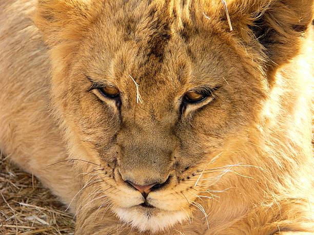 istock Lion relaxing under the African sun 2216140412