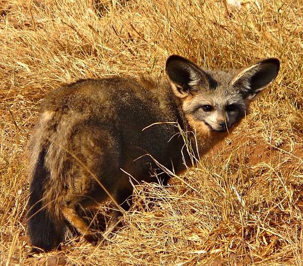 istock Bat-Eared Fox in Dry Grassland Landscape on a Sunny Day 2216140447