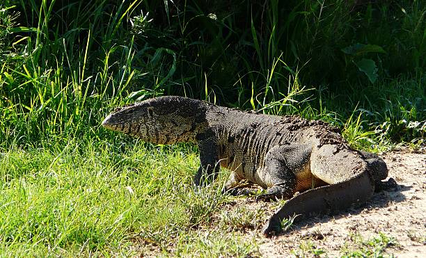 istock Komodo Dragon Exploring Grassland in Natural Habitat Under Bright Sunlight 2216141248