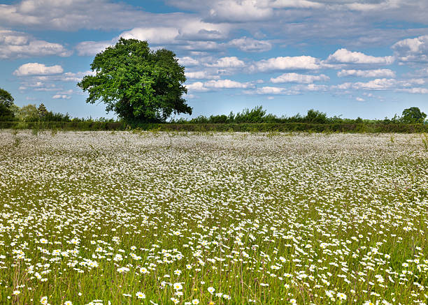 Summer meadow in front of forest. Variety of grasses. Close-up view