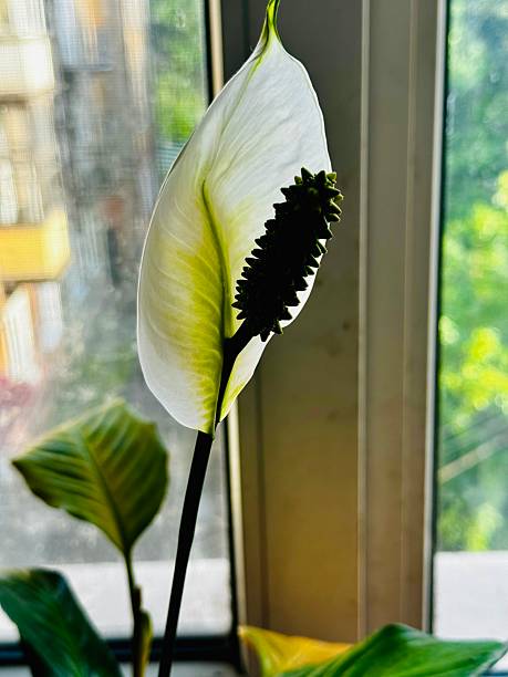 istock Spathiphyllum flowers - beautiful houseplant 2216142829