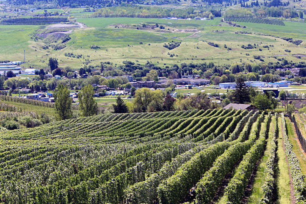 Orchard view over the small town airport to the green hills. Tree farms at top of frame.