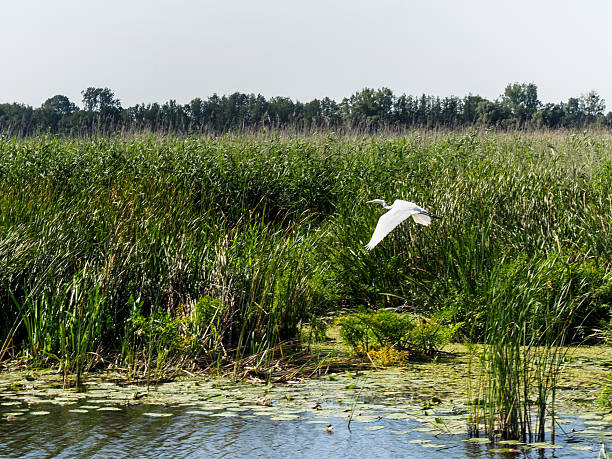 istock Elblag waterway and surrounding countryside 2216146141
