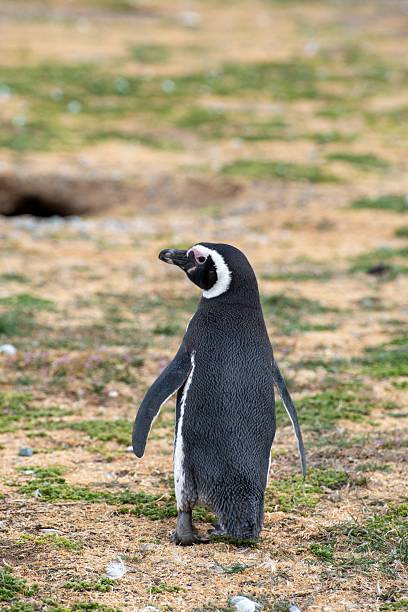 istock Magellanic penguin on Patagonian terrain 2216146657
