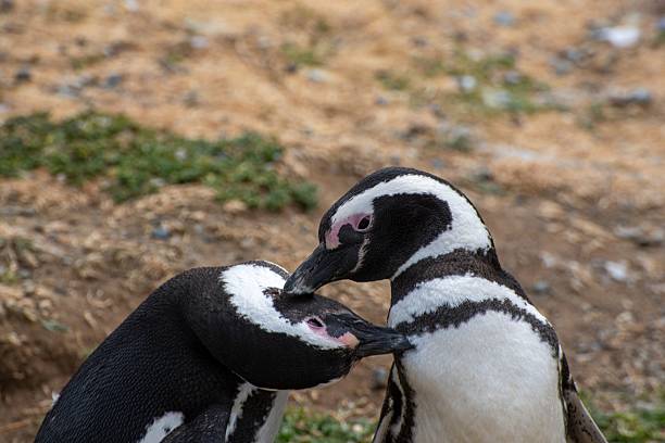 istock Magellanic penguins in Patagonia 2216146661