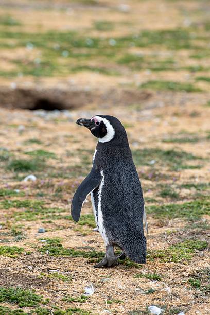 istock Magellanic Penguin in Patagonia 2216146692
