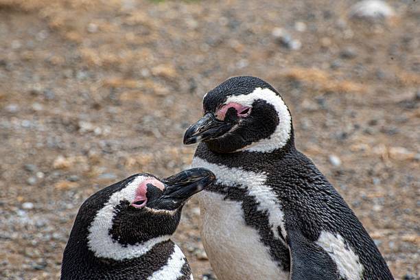 istock Magellanic penguins interacting on rocky terrain. 2216146725