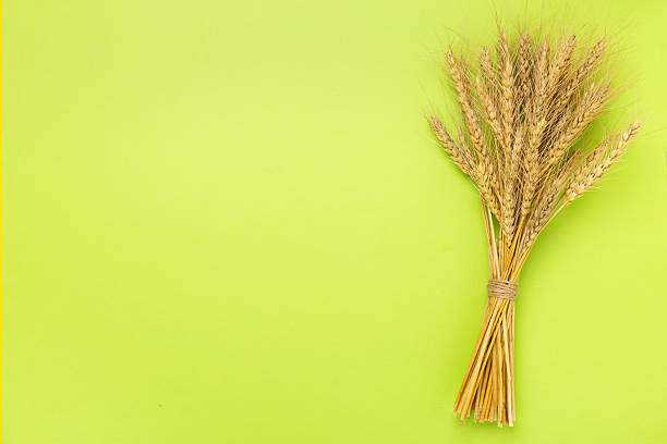 istock Spelt ears on color background,top view 2216147501