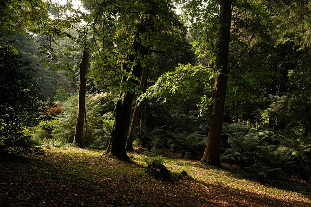 Woodland at Formby in Merseyside on a sunny summers evening