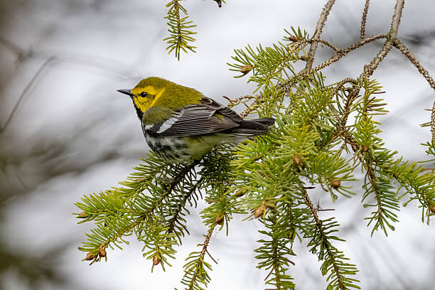 istock Black-throated portrait 2216149524