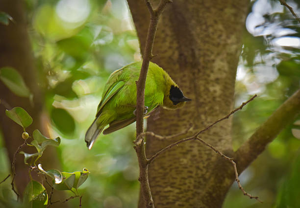 istock A fluffy green bird with black beak 2216149848