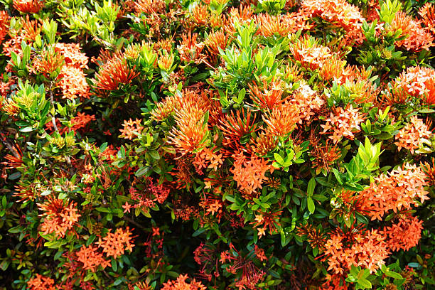 istock Background of an orange Ixora coccinea “compacta” garden. 2216151249