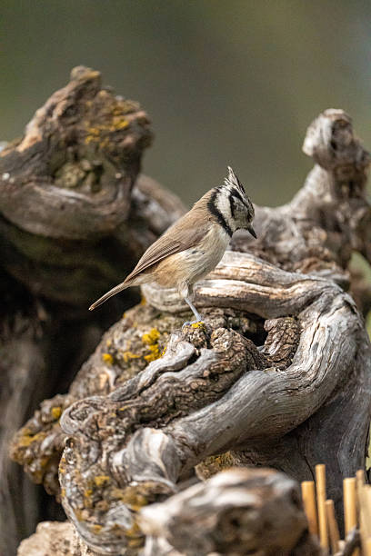 istock Crested Tit (Lophophanes cristatus) photographed in Spain 2216151572