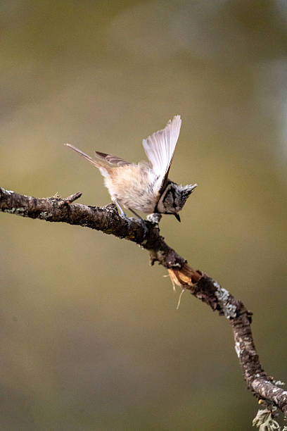 istock Crested Tit (Lophophanes cristatus) photographed in Spain 2216151582