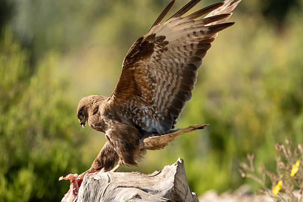 istock Common Buzzard (Buteo buteo) photographed in Spain 2216152164
