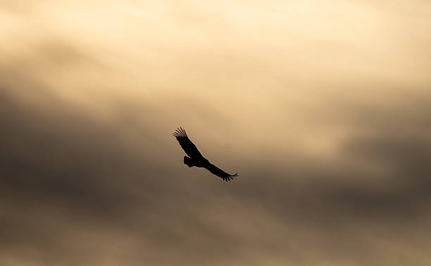 istock Griffon vulture (Gyps fulvus) photographed in Spain 2216152190