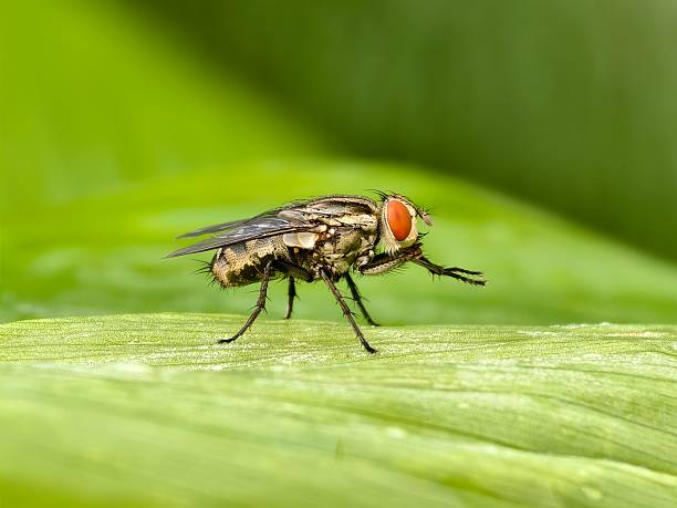 istock Sarcophaga carnaria on a leaf 2216153305