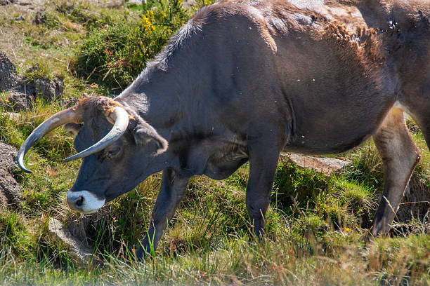 Medium shot of big black bull grazing alone at countryside environment