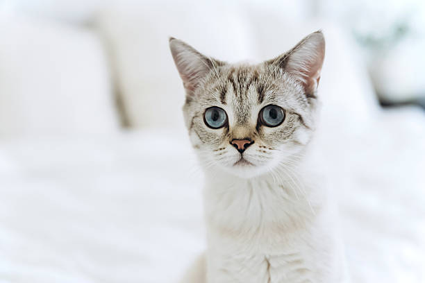 istock Portrait of calm tabby cat with blue eyes 2216156749