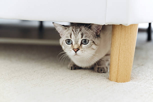 Curious cat tucked under sofa peering through wooden leg gap, still and observant.