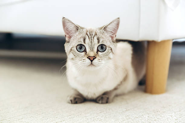 istock Fluffy cat sitting under the sofa in soft natural light 2216156795