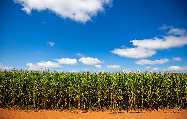istock Wide view of Corn field on a sunny day 2216157827