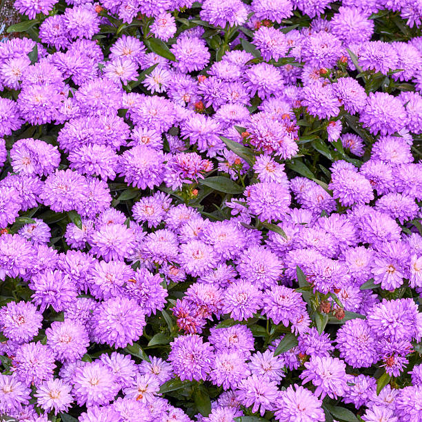 An exquisitely composed natural scene showcasing an array of bright purple Aster flowers thriving in verdant foliage. This densely packed floral arrangement embodies the elegance of nature's artistry and seasonal bloom.