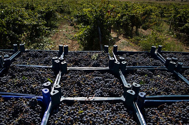 Vineyard, wine grapes (black), grape crates filled with grapes, grapevine