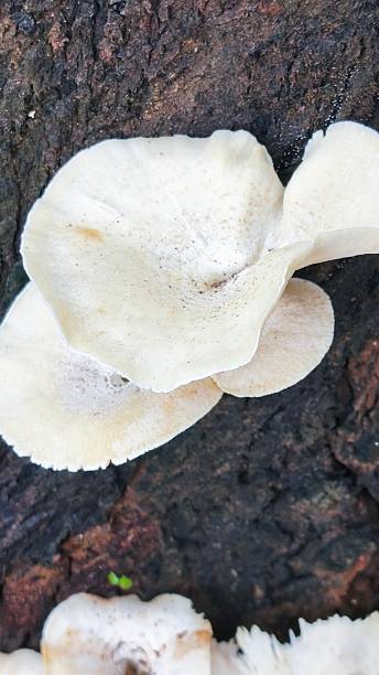 istock close up of white mushrooms growing on dead tree trunks 2216165495