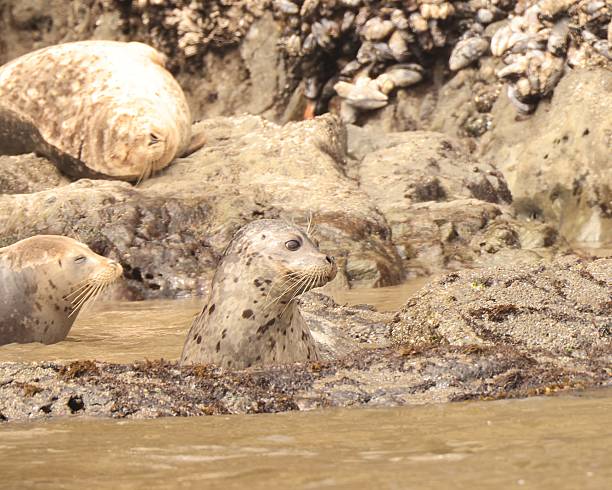 istock Baby Harbor Seal on the Water's Edge 2216166410