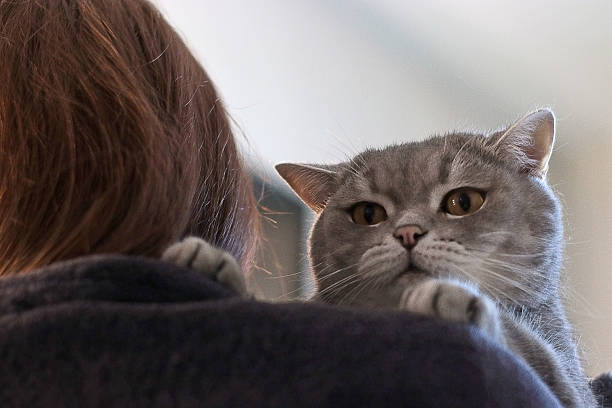 istock British Shorthair cat perched on its owner's shoulder, expressing a comically disgruntled demeanor as it meows 2216173001