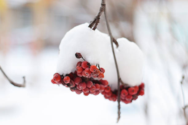Fruits of rosehip
