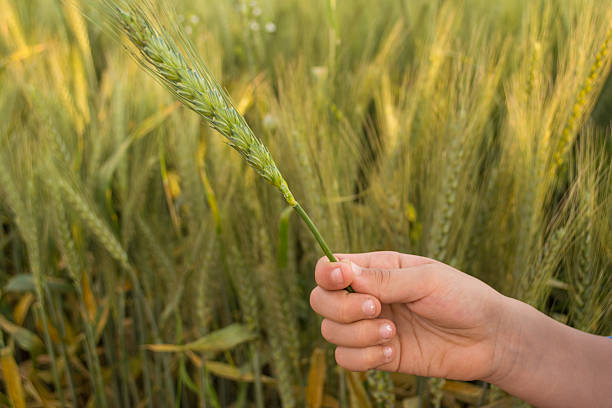 istock Hand Examining Golden Wheat Grains in a Sunlit Field 2216174062