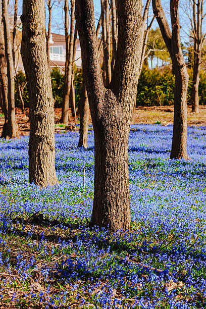 istock Scilla Siberica in the park 2216174421