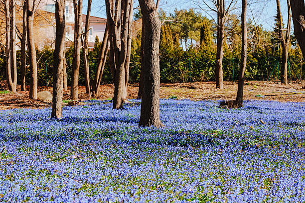 Scilla Siberica in the park