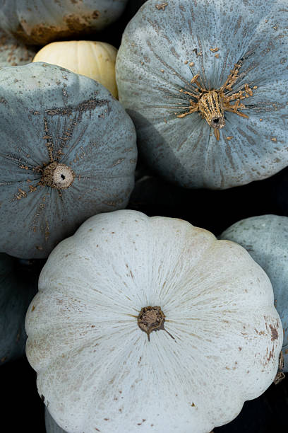 istock Pale blue and white pumpkins with rough texture in a close-up pile 2216174592