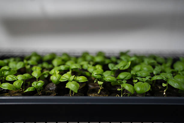 istock Close-up of basil seedlings in tray 2216175286