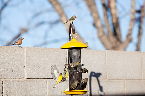 Bird flying to crowded feeder in Surprise, Arizona, United States