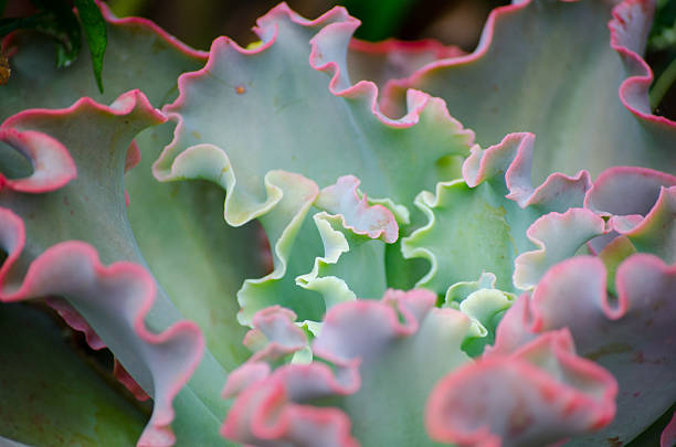 Close up Echeveria Electric Glow Low-growing succulent plant, Leaves are blue-green shading to pink at the edges with a lightly ruffled red-pink margin.