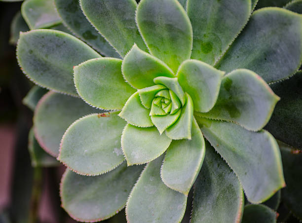istock Close-up Green aeonium succulent at a botanical garden. 2216176103