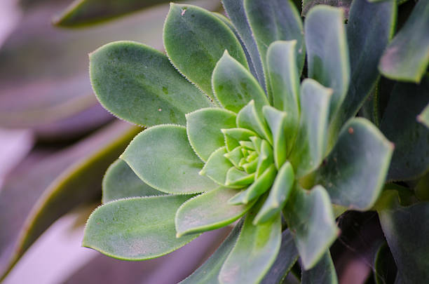 istock Close-up Green aeonium succulent at a botanical garden. 2216176104