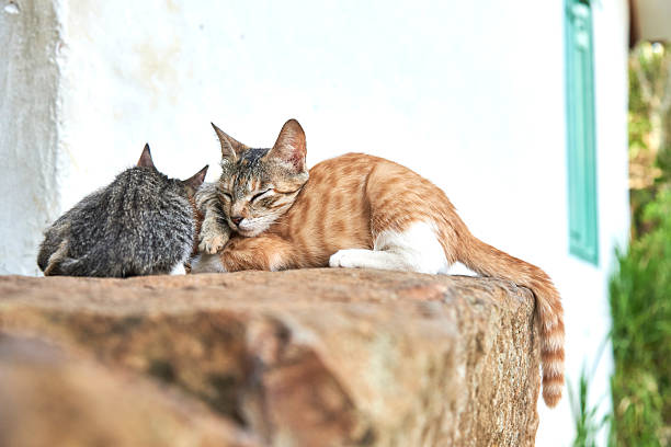 Kittens sleeping huddled together in the open air. Composition with copy space.