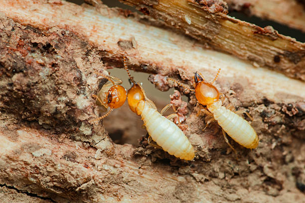 istock Termites destroying wood in close-up: destructive pests at work 2216180291
