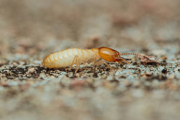 istock Worker termite crawling on concrete surface seeking food 2216180292