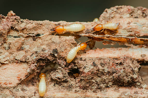 istock Termites destroying wood in close-up: pest control needed 2216180293