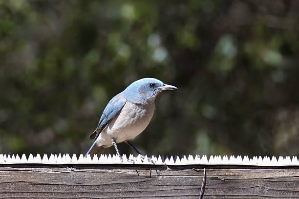 istock Mexican Jay (aphelocoma wollweberi) perched on a wooden beam 2216181835