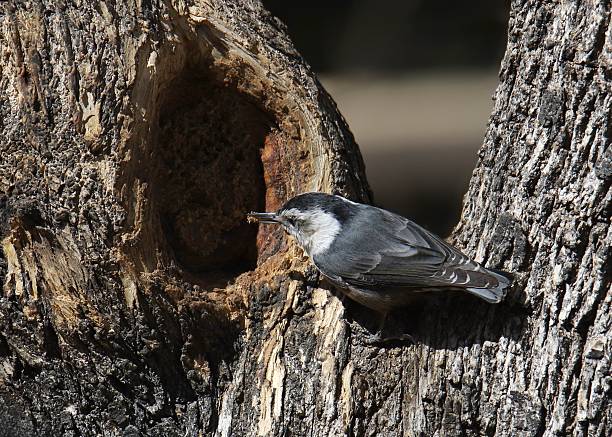 istock White-breasted Nuthatch (sitta carolinensis) feeding from a cavity in a big tree trunk 2216181840