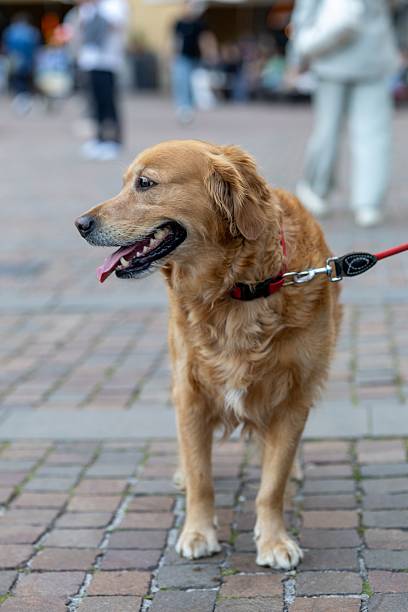 istock Golden Retriever in City Square 2216182533