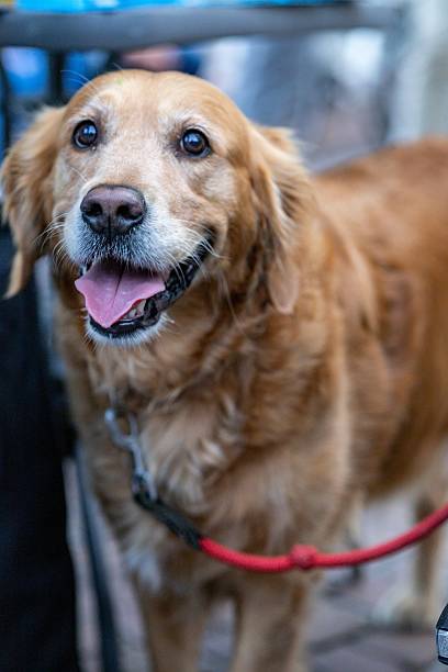 istock Happy Golden Retriever with Red Leash 2216182534