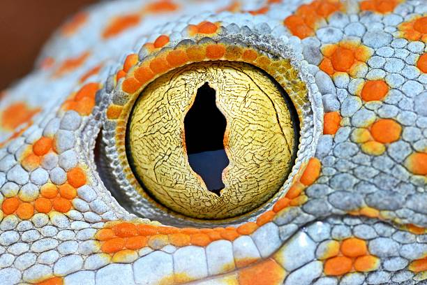 istock Closed up Gecko's eye. 2216182776
